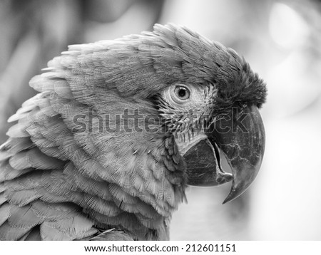 Green Parrot isolated on blurred background.