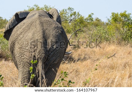 Back side of an african elephant