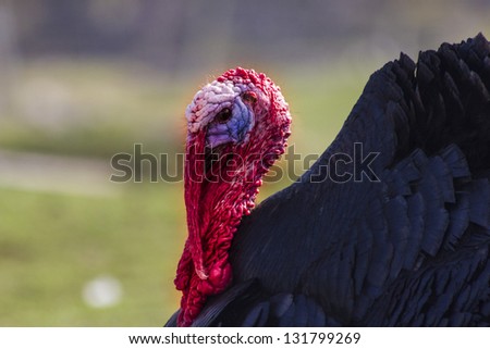 Colourful turkey bird