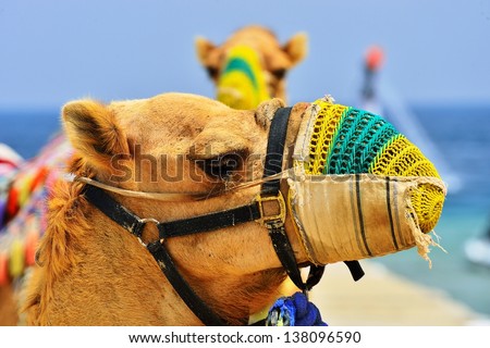 Arabic Camel