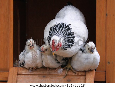Mother Hen and chicks perched on  hen house
