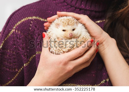 Little white hedgehog on a girl\'s hands over christmas background