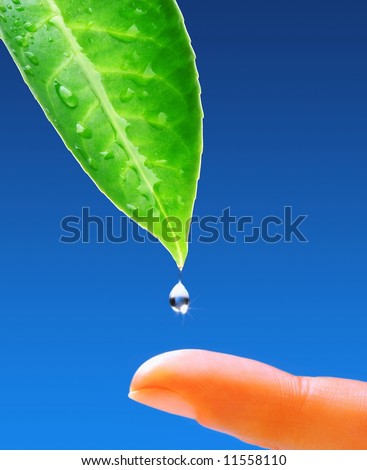 The Natural World. Green leaf with fresh water drops and human body