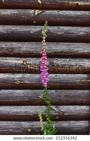 Flower in the country at the wall of a wooden house