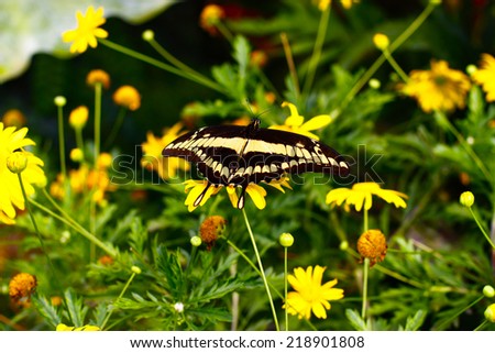 Yellow and black butterfly sits on a yellow flower