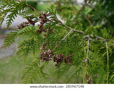 brown tree seeds