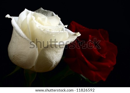 red and white roses with water drop on black background