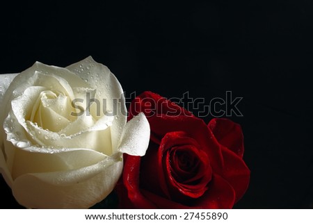 red and white roses background. stock photo : red and white