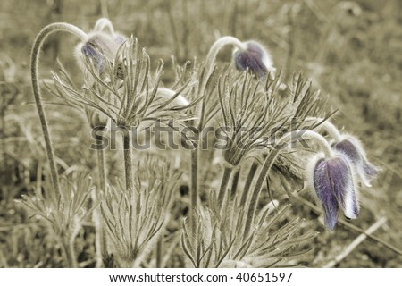 Few flowers pulsatilla pratensis on the spring meadow in sepia. Only flowers - natural color