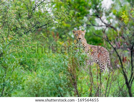 mystical one eyed leopard in surroundings