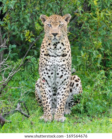 one eyed leopard body profile facing forward