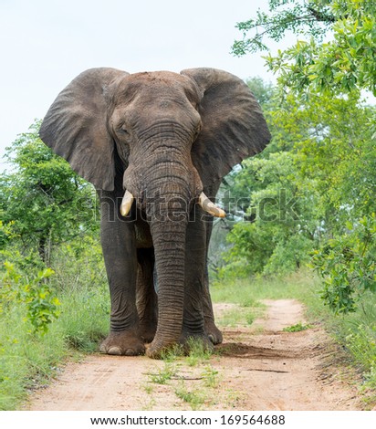 Male Elephant On Path