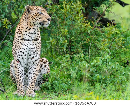 one eyed leopard body profile face to right