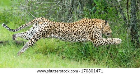 leopard leaping