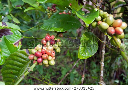 Coffee tree with ripe berries on farm, Java island