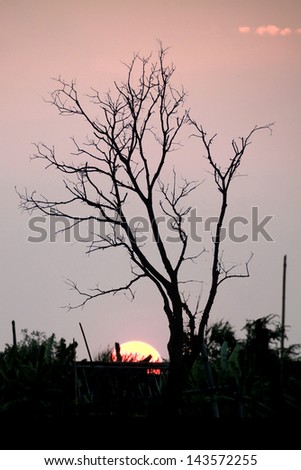 Leafless trees on orange sunset and white clouds on evening