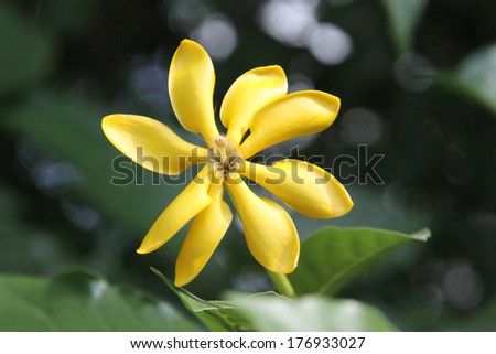 golden, yellow gardenia flower, Gardenia carinata Wallich