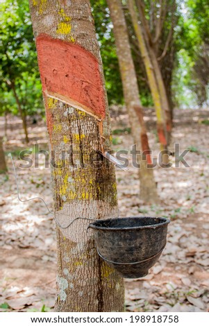 rubber tree farm and white milk latex extracted in bowl for rubber industry