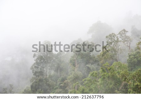 foggy on top tree of mountain