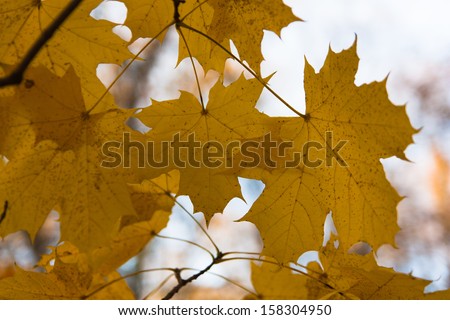 The photo shows the maple leaves on the branch.