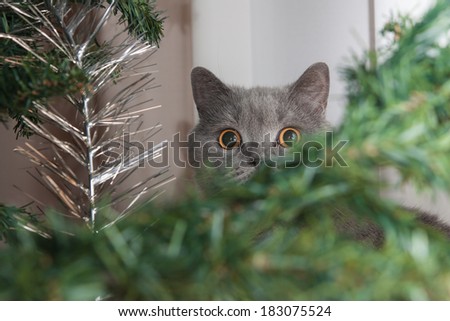 Surprised cat in the picture under the Christmas tree.
