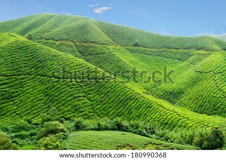 Tea plantation. Cameron Highlands. Malaysia