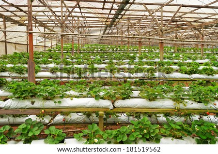Strawberry farm. Cameron Highlands. Malaysia