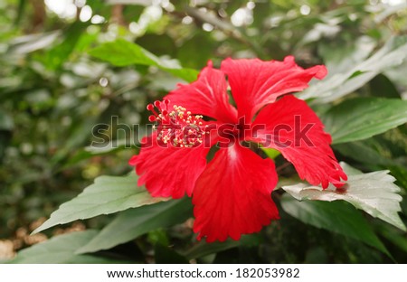 Red hibiscus. Taman Negara National Park. Malaysia