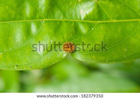 Green leaf. Taman Negara National Park. Malaysia