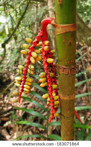 Palm Fruits. Taman Negara National Park. Malaysia