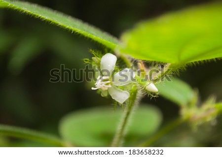 Little white flowers of Clidemia hirta in rainforest Taman Negara National Park. Malaysia
