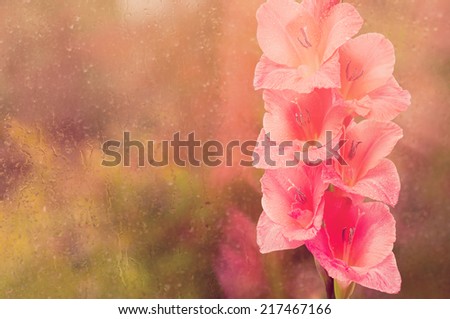 Beautiful pink gladiolus on glass background. Soft tone