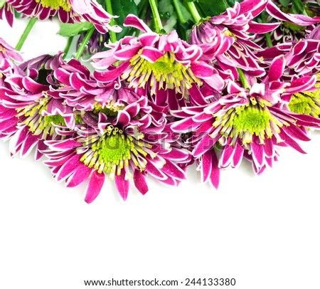 Pink and white chrysanthemums flowers on white background