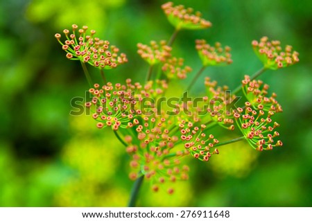 Fennel flower on a green background. Flower of dill.