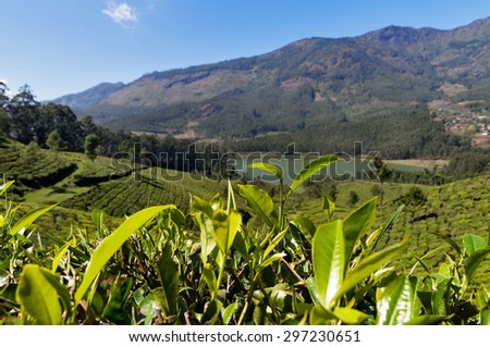 Tea leaves on tea plantation valley background in Munnar. Kerala. India