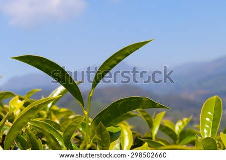 Tea leaves on blue sky background in Munnar. Kerala. India