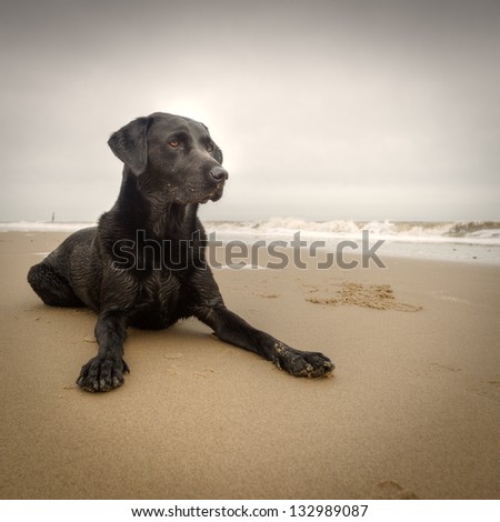Black Labrador on Beach