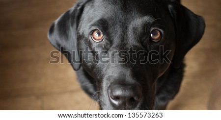 Black Labrador gazing at his owner