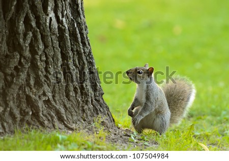 A small squirrel at the base of a tree with empty space above him.