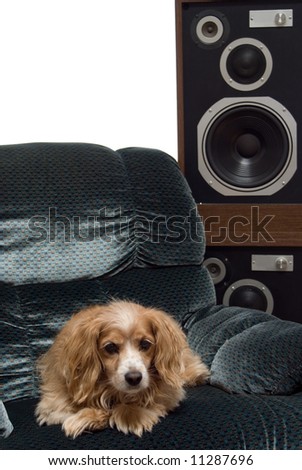 Family pet listening to some loud music, isolated against a white background