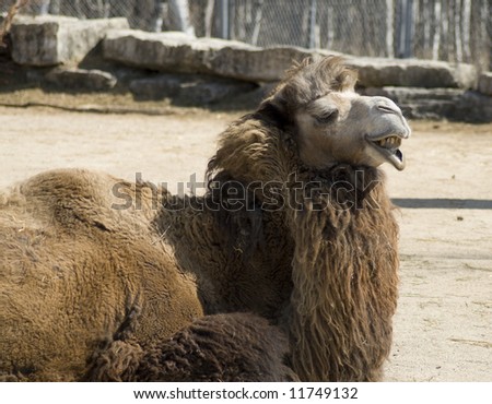 A camel making an ugly face at the camera