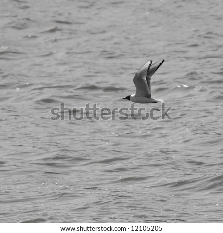 A small bird flying peacefully over a body of water