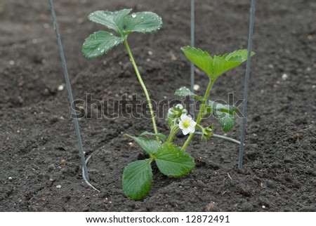 A flowering strawberry plant in the garden