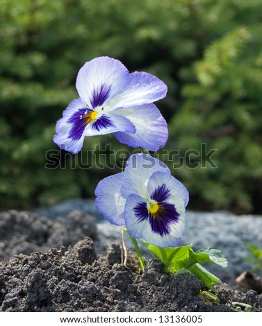 A pansy planted in the soil as part of a flower garden