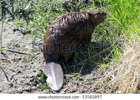 stock photo A closeup view of a wet beaver sitting on some dry stock photo A closeup view of a wet beaver sitting on some dry
