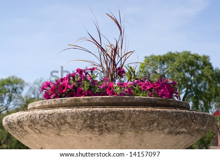 Red petunias planted in a large cement planter