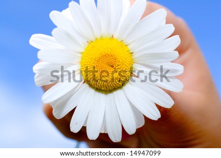 Close-up of a daisy held up by a young girl against a blue sky