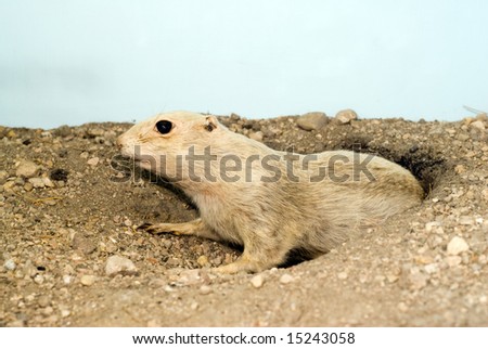 A small prairie dog poking out of a hole in the ground