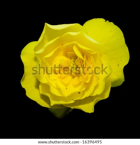 Closeup of a yellow flower head isolated on a black background