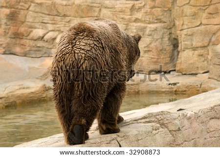 An an adult brown bear casually walks away from the camera